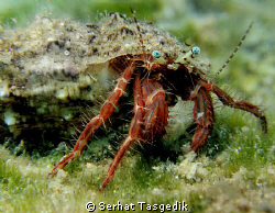 Eyes

Canon G9 YS110 strobe  Close up lens by Serhat Tasgedik 